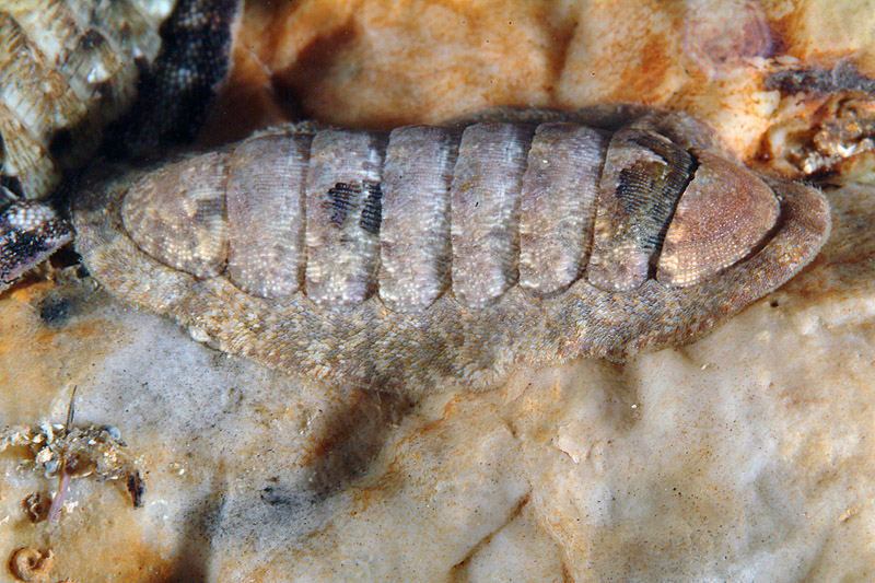 Ischnochiton rissoi?